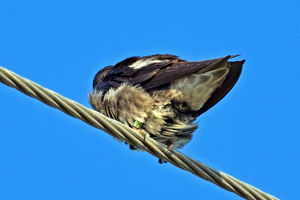 Purple Martin